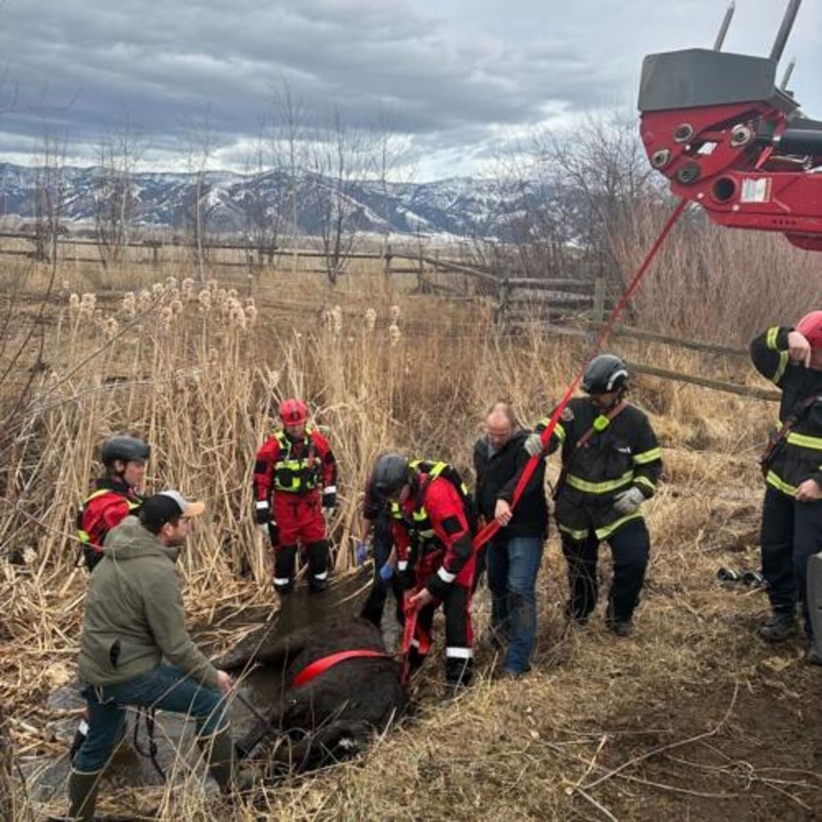 Montana Firefighters Save Horse Named Dream From Creek - Image 4