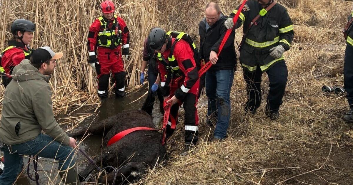 Firefighters and veterinarians work together to rescue horse Dream from Montana creek