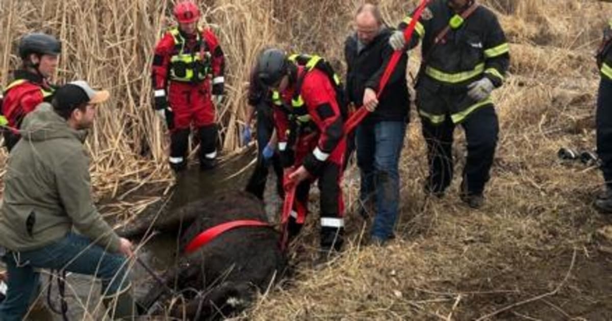 Montana Firefighters Save Horse Named Dream From Creek - Image 2