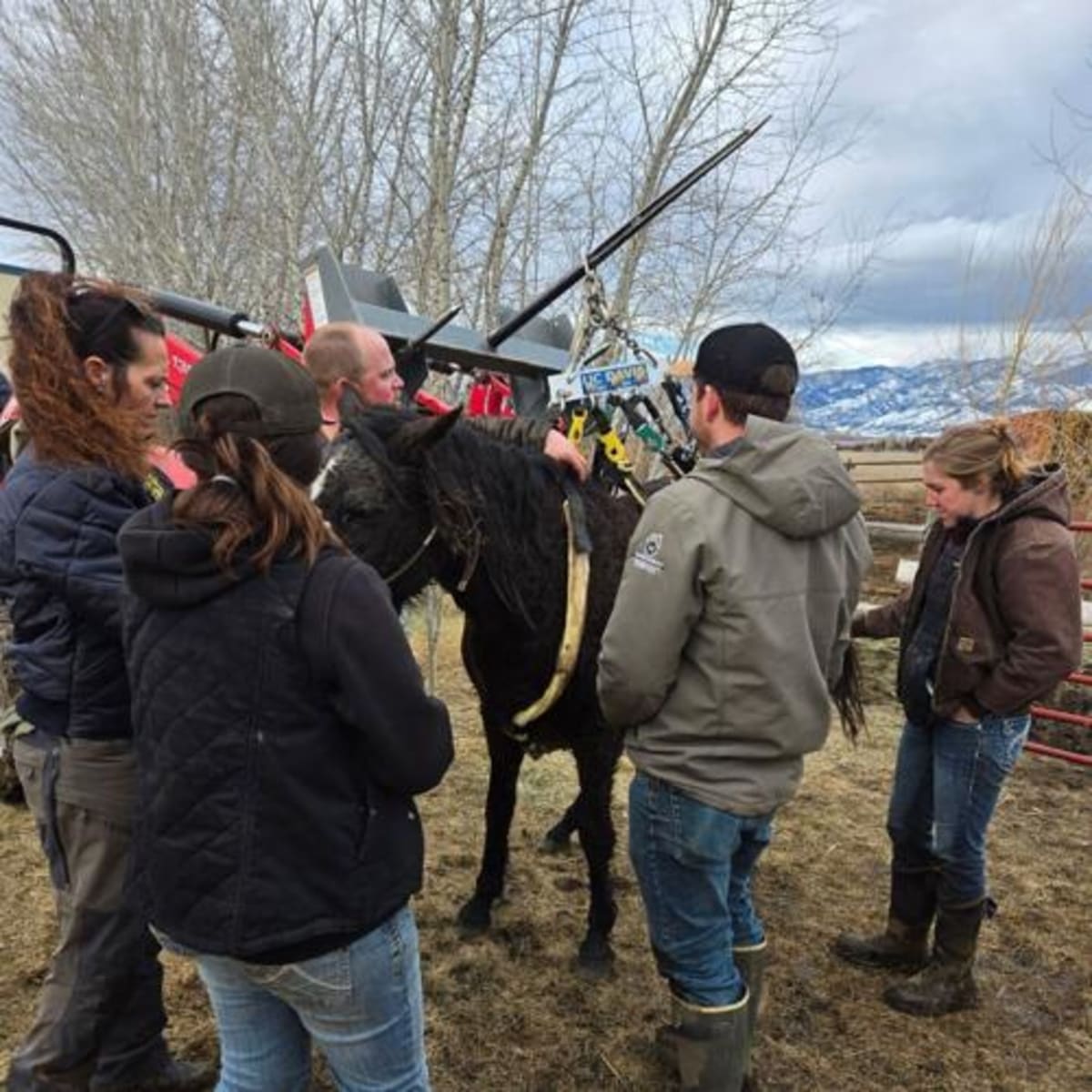 Montana Firefighters Save Horse Named Dream From Creek - Image 5