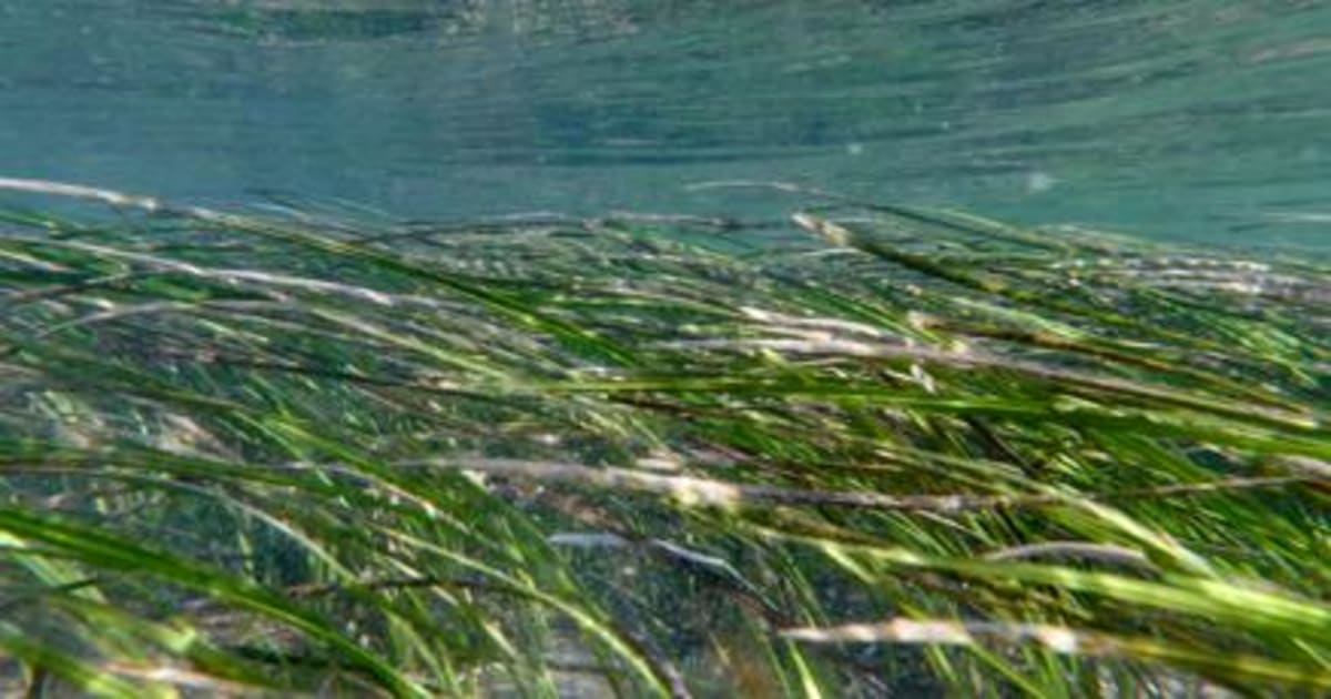 San Diego Restores Vital Eelgrass to Fight Climate Change - Image 2