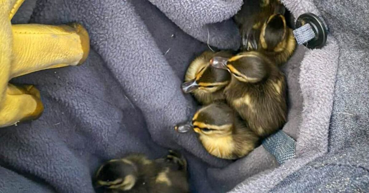 Firefighter Squeezes Into Storm Drain to Save 9 Ducklings