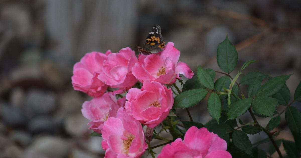 150 Cancer Survivors Celebrate Hope at Butterfly Release