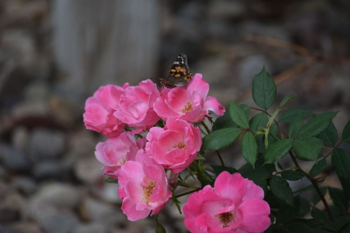 150 Cancer Survivors Celebrate Hope at Butterfly Release - Image 3