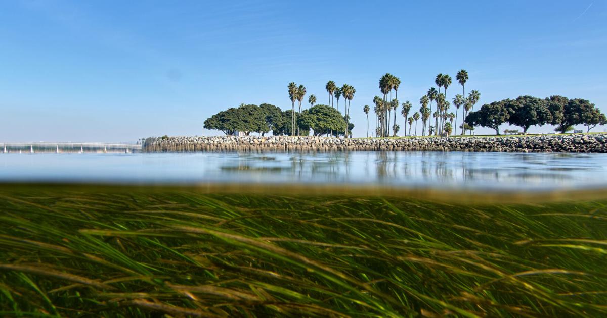 ** Eelgrass swaying underwater in San Diego's Mission Bay, California coastal habitat
