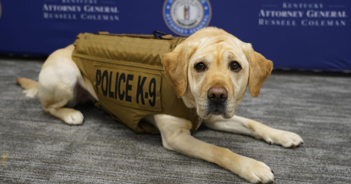 K9 Charity Gets Protective Vest to Keep Her Safe