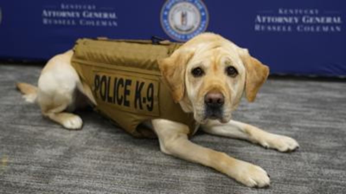 K9 Charity Gets Protective Vest to Keep Her Safe - Image 5