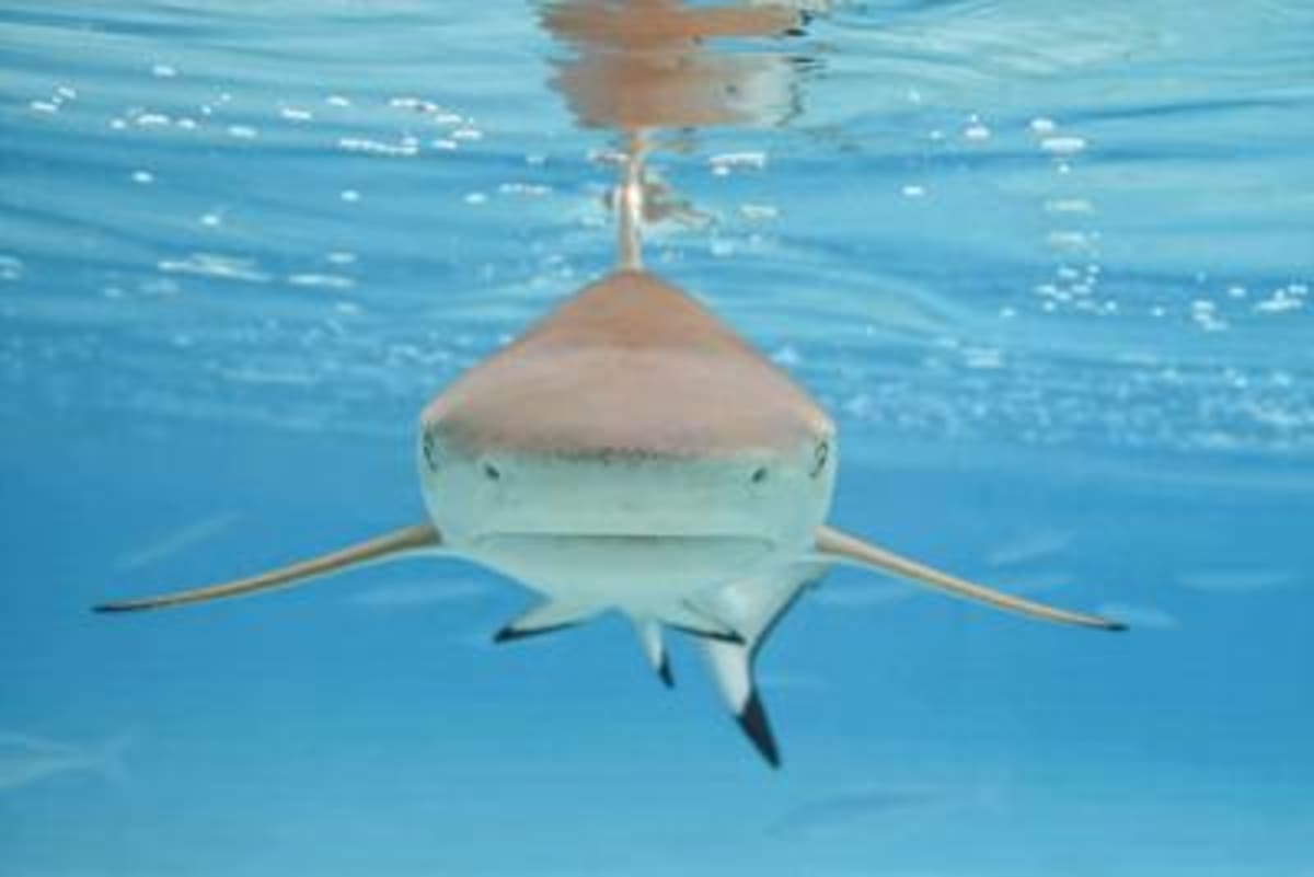 Nurses and Boater Save Shark Bite Victim Off Key West - Image 4