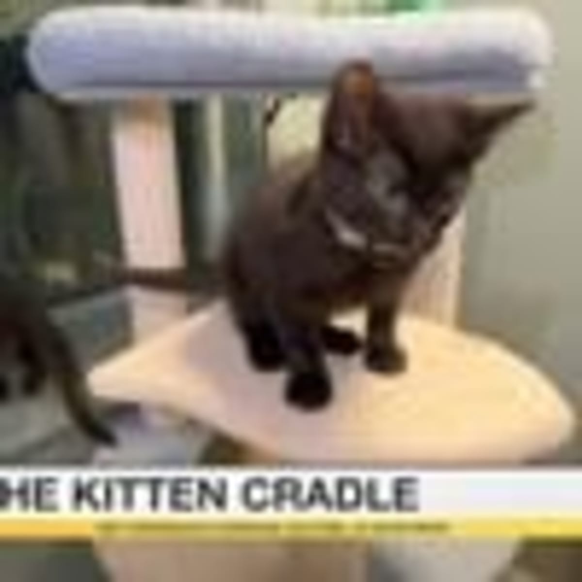 Shreveport Cancer Survivors Get Weekly Walk Support - Image 4