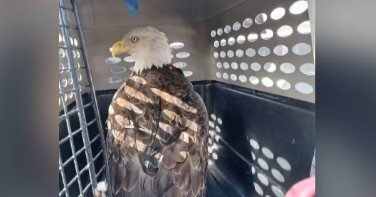 Bald eagle being rescued from water by volunteer wildlife rescuers along Cedar River