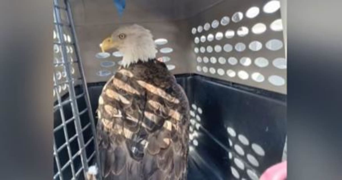 Volunteers Rescue Injured Bald Eagle from Iowa River - Image 2