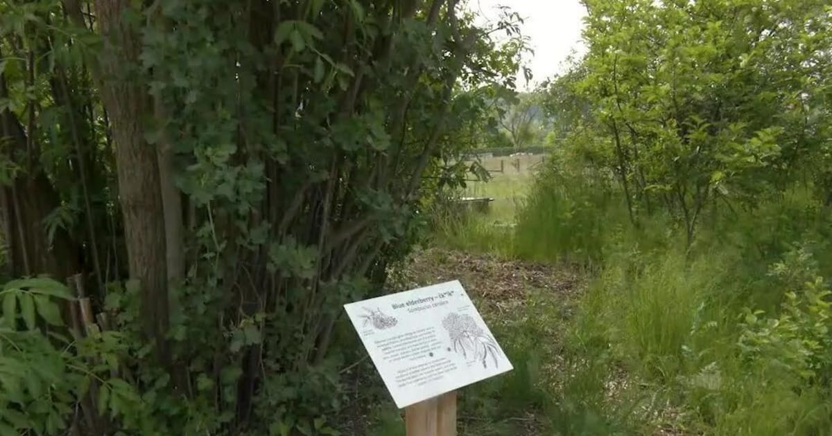 Montana Garden Volunteers Help Native Plants Thrive