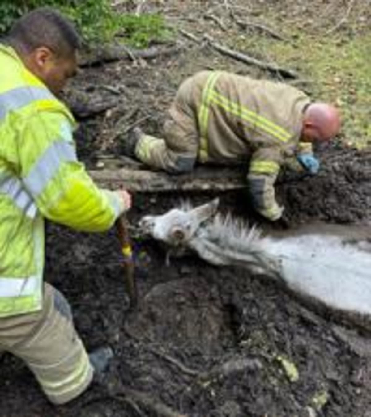 Firefighters Free Mule Named Squealy from Muddy Moat - Image 4