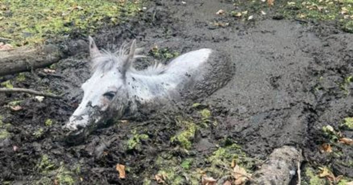 Firefighters Free Mule Named Squealy from Muddy Moat - Image 2