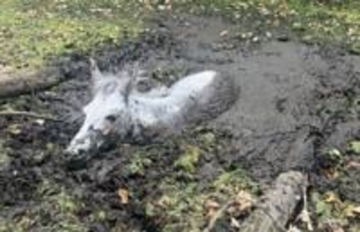 Firefighters Free Mule Named Squealy from Muddy Moat - Image 3