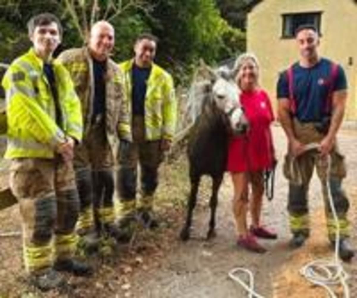 Firefighters Free Mule Named Squealy from Muddy Moat - Image 5