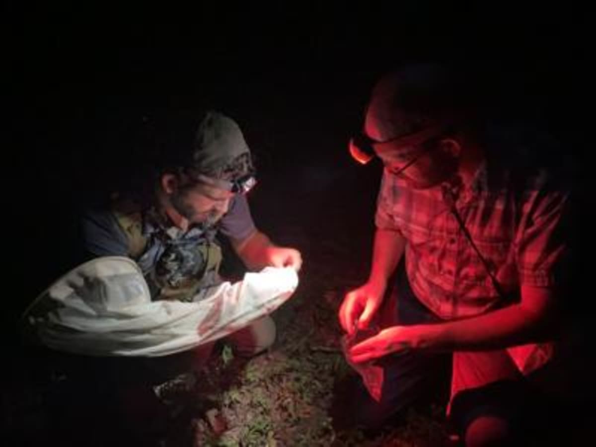 Firefly Atlas Crowdsources Data to Save Rare Species - Image 3