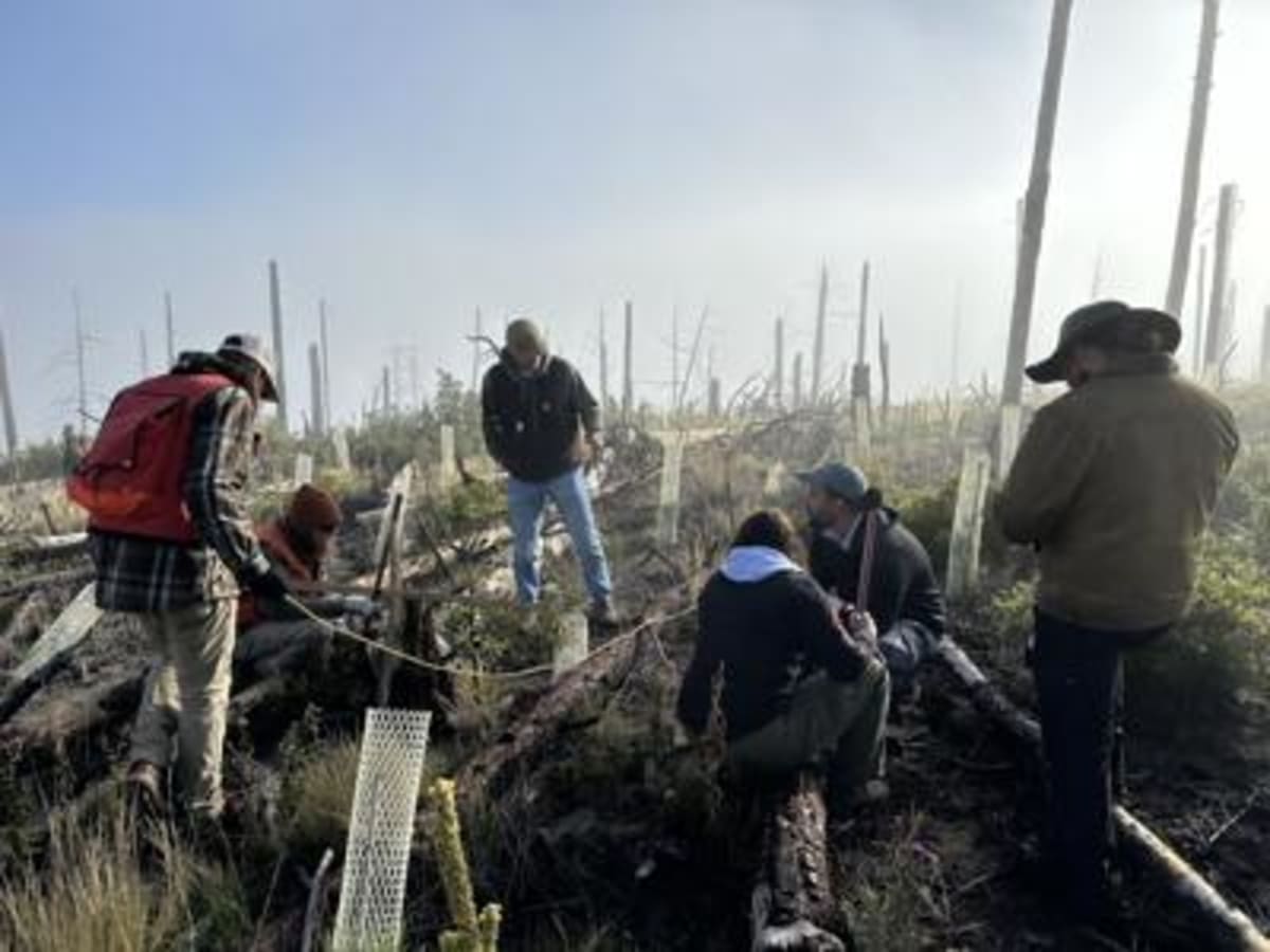 New Mexico Matches Trees to Burned Land for Faster Recovery - Image 3