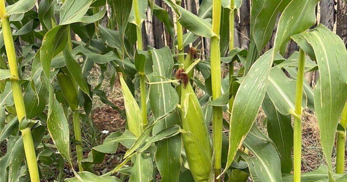 ** Couple tending corn, beans and squash in traditional New Mexico victory garden