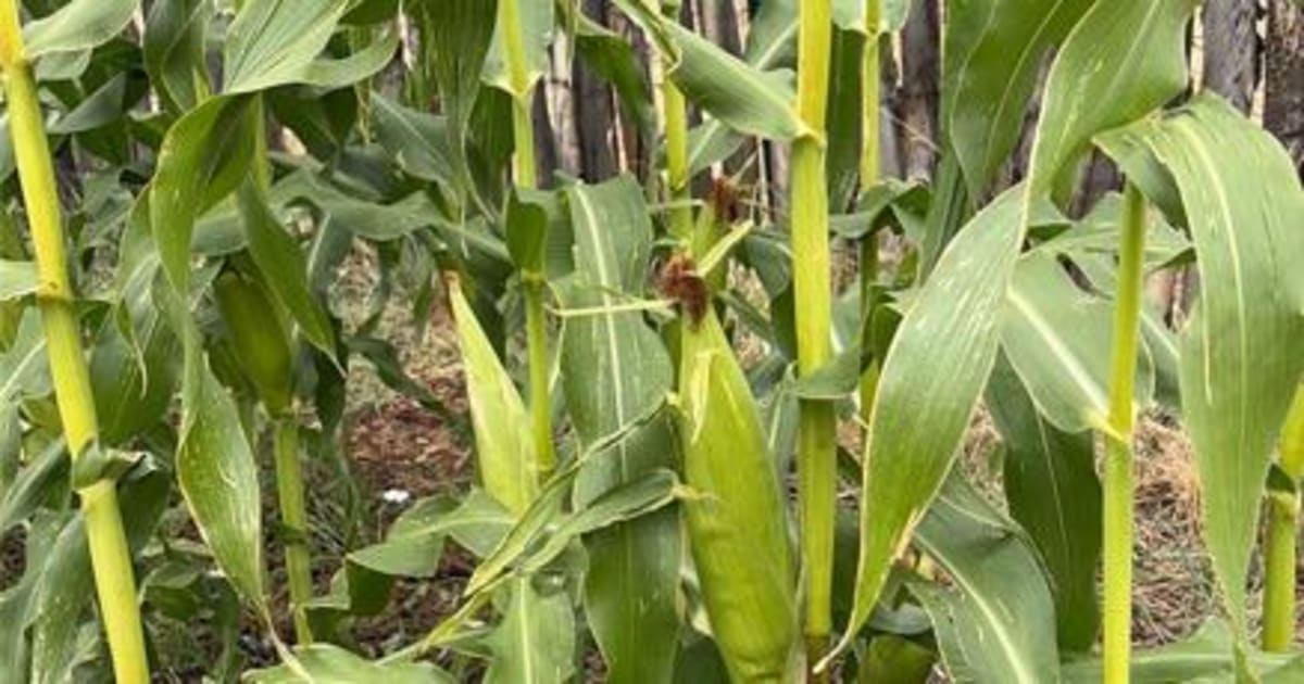 New Mexico Gardeners Revive Victory Garden Legacy - Image 2