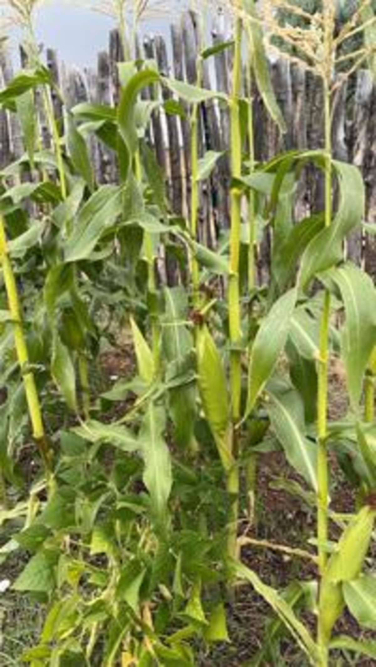 New Mexico Gardeners Revive Victory Garden Legacy - Image 4