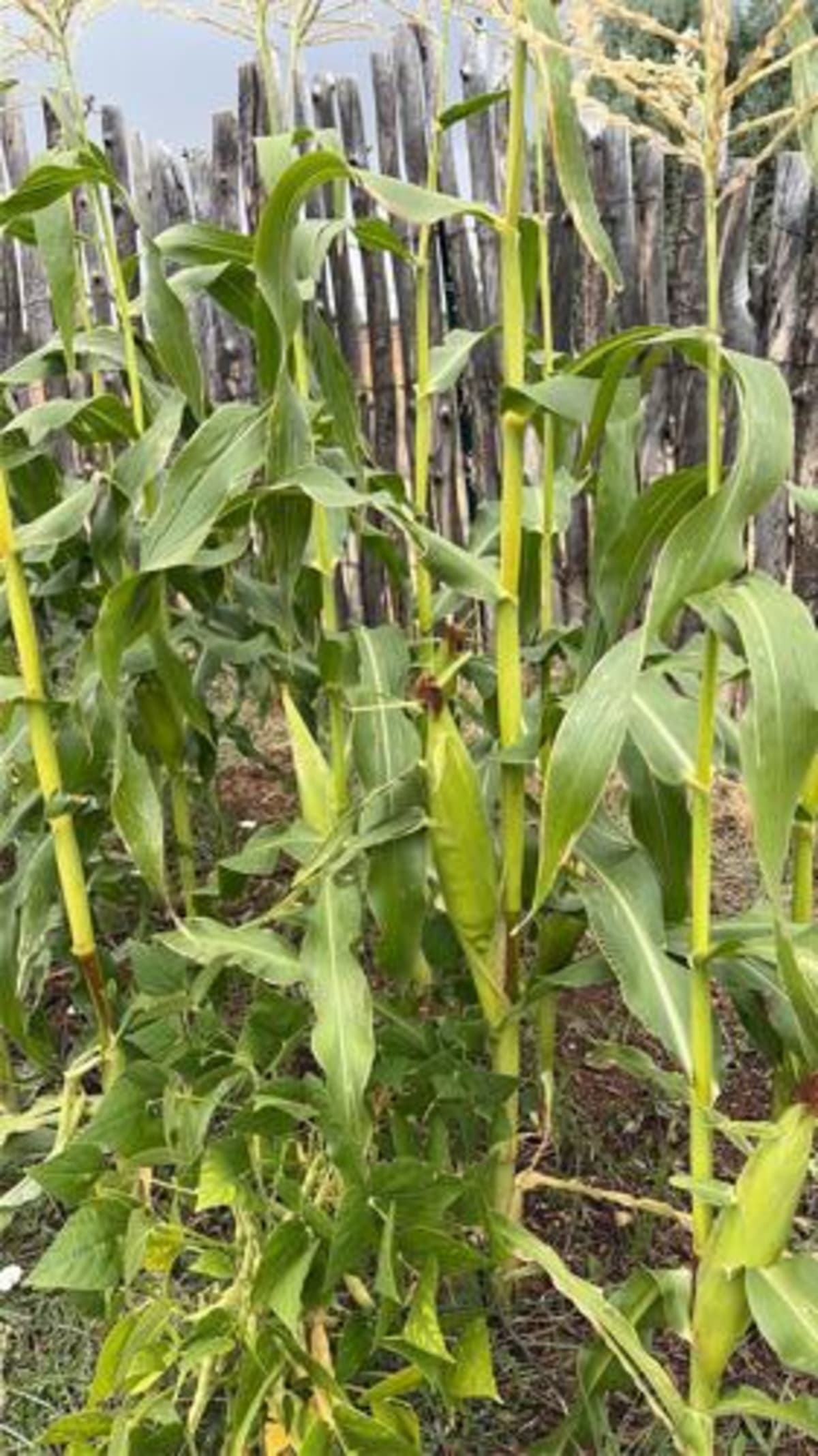 New Mexico Gardeners Revive Victory Garden Legacy - Image 3