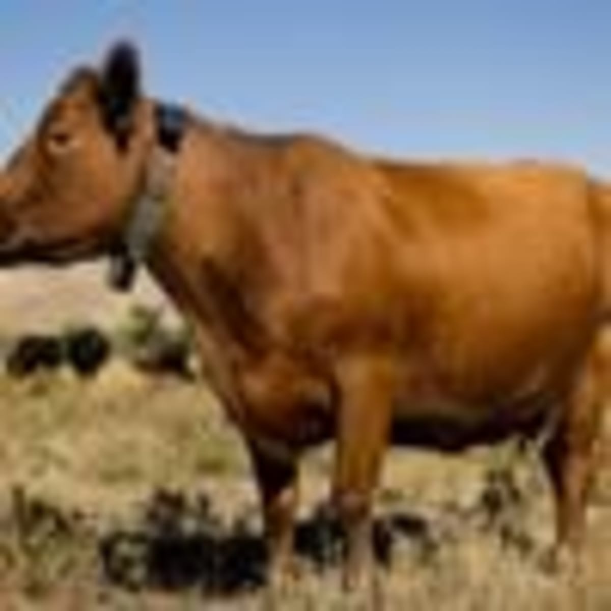 Taos Author Shows How Local Action Can Solve Climate Crisis - Image 4