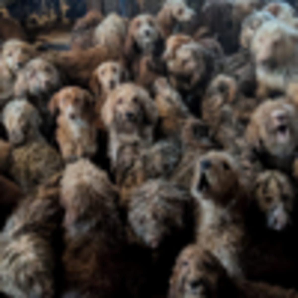 Firefighters Smash Wall to Save 3 Trapped Fox Cubs - Image 3