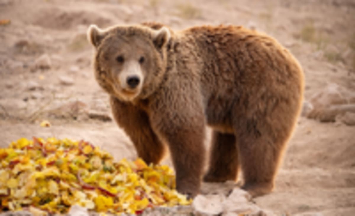 Circus Bear Retta Transforms After Armenia Rescue - Image 5