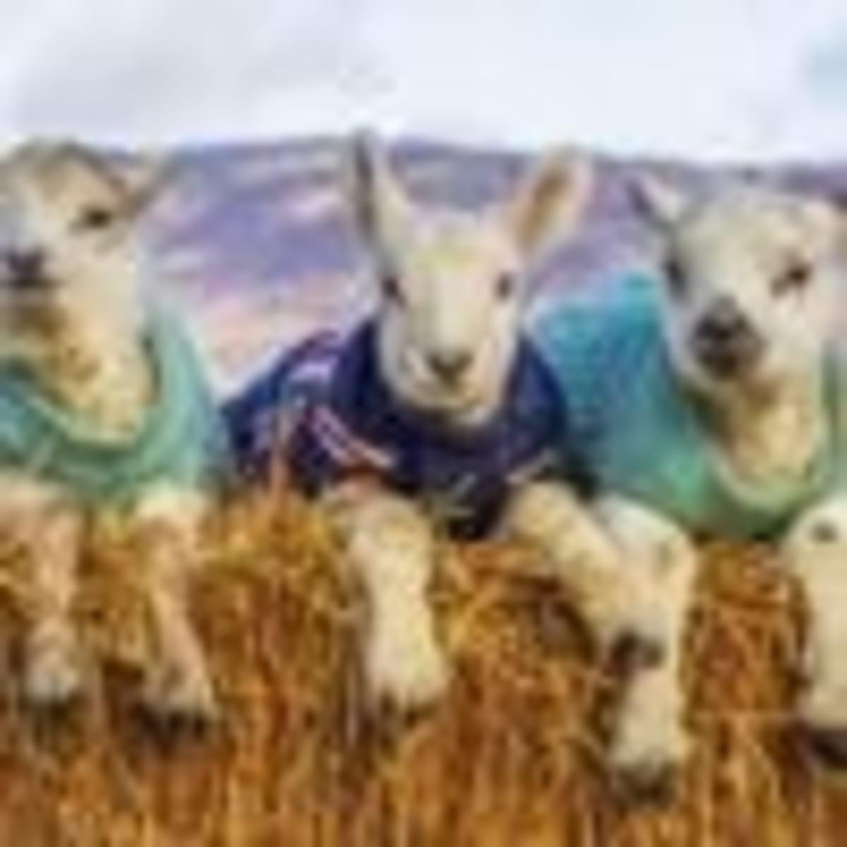 Circus Bear Retta Transforms After Armenia Rescue - Image 3