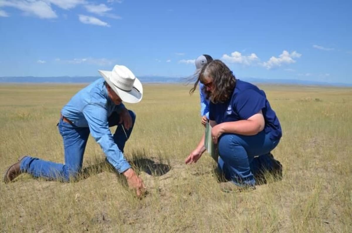 Wyoming Ranchers Heal 175,000 Acres After Massive Wildfire - Image 4