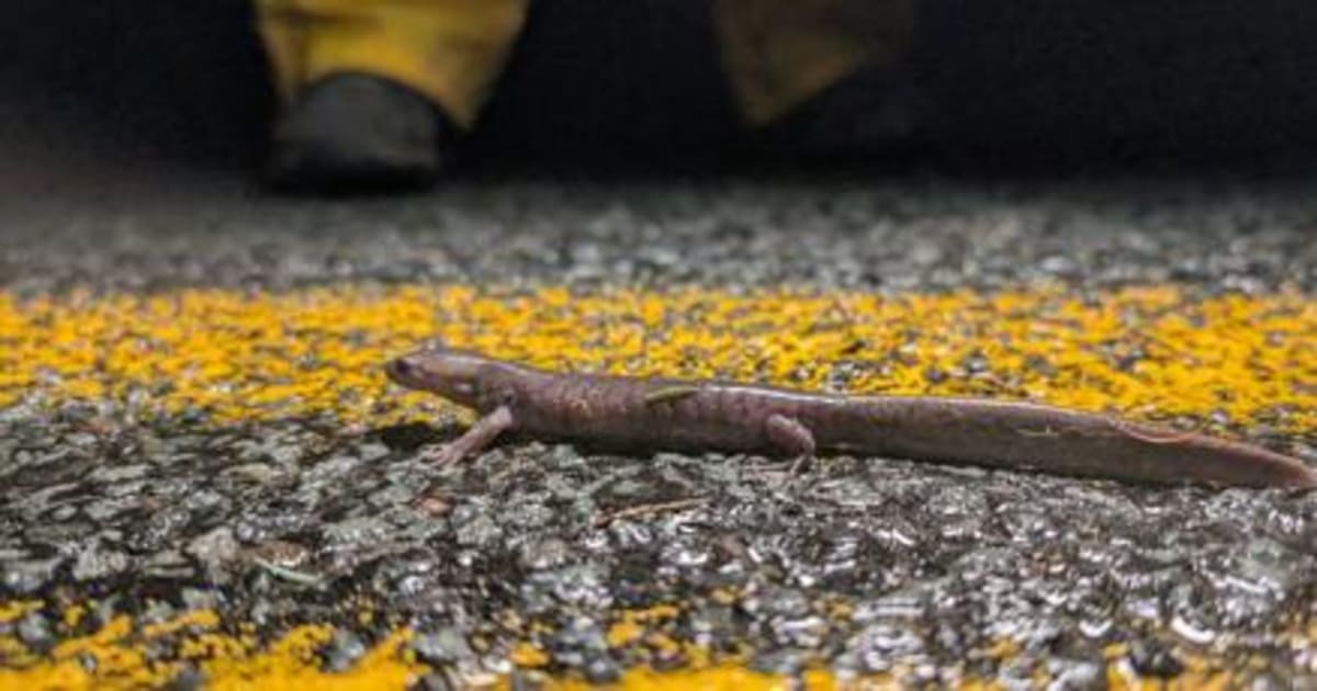 Volunteers Save 100K Frogs, Win Wildlife Tunnels - Image 2