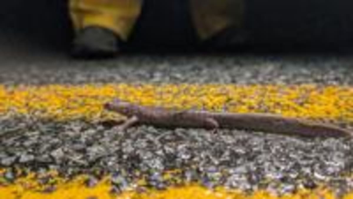 Volunteers Save 100K Frogs, Win Wildlife Tunnels - Image 3