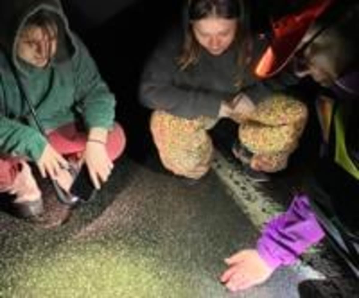 Volunteers Save 100K Frogs, Win Wildlife Tunnels - Image 5