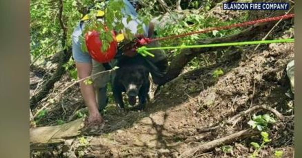 Firefighters Rescue Dog and Owner From 60-Foot Embankment - Image 2