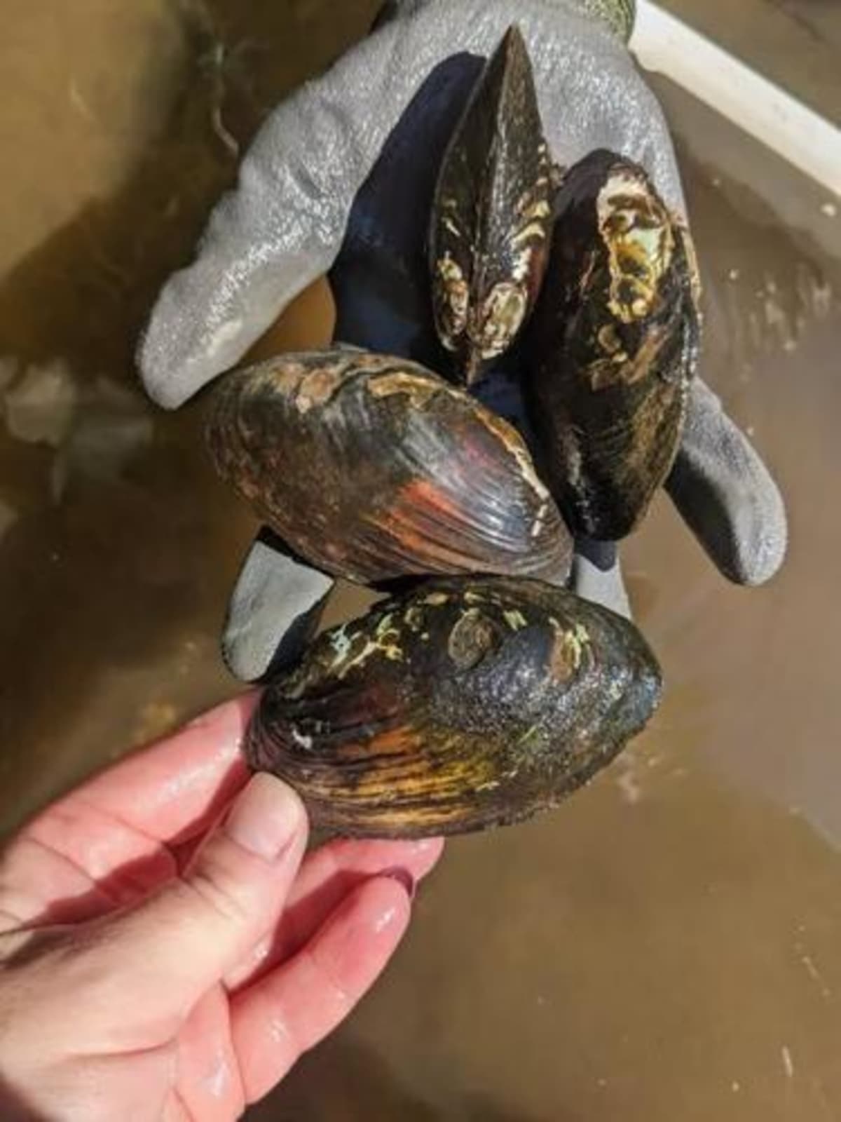 Wisconsin Volunteers Rescue Stranded Mussels on River - Image 2