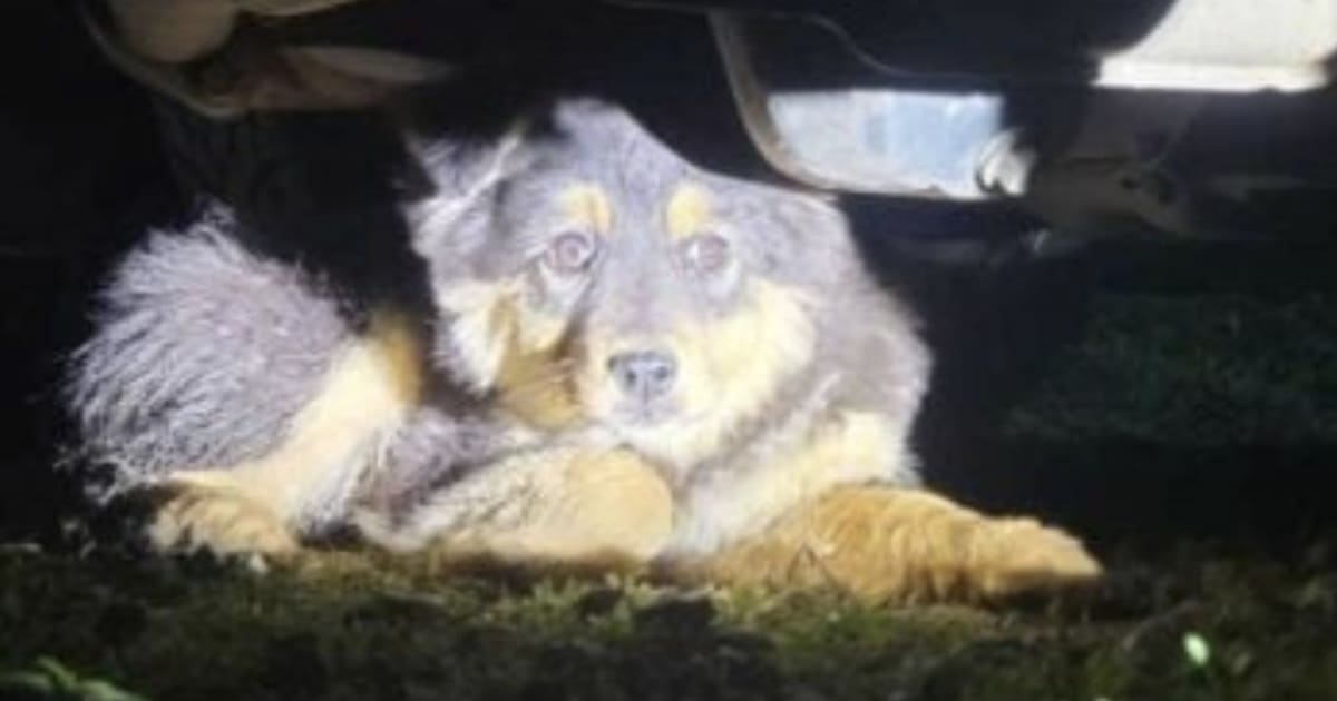 Woman Chases Terrified Stray Barefoot, Saves Her Life