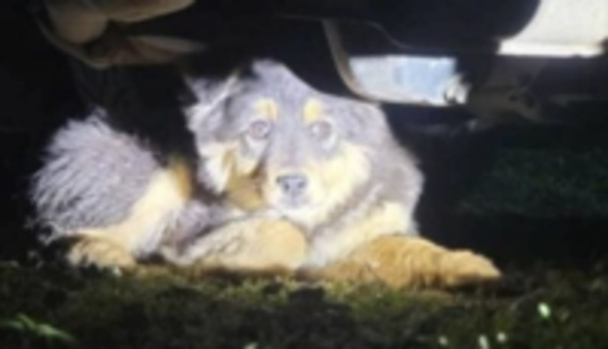 Woman Chases Terrified Stray Barefoot, Saves Her Life - Image 5