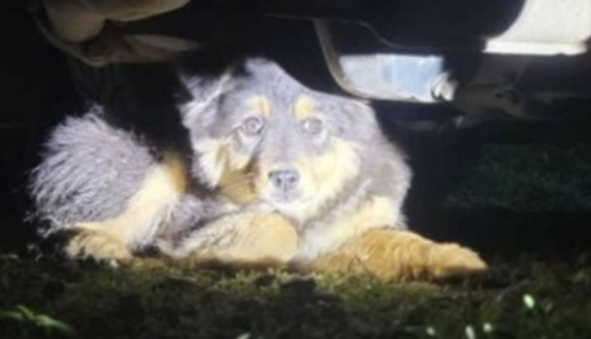Woman Chases Terrified Stray Barefoot, Saves Her Life - Image 4