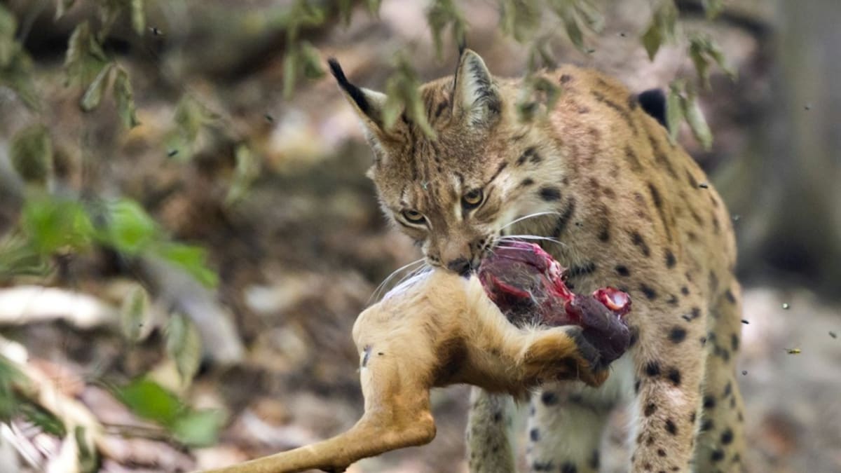 Swiss Zoos Save Endangered Lynx, Return Them to Wild