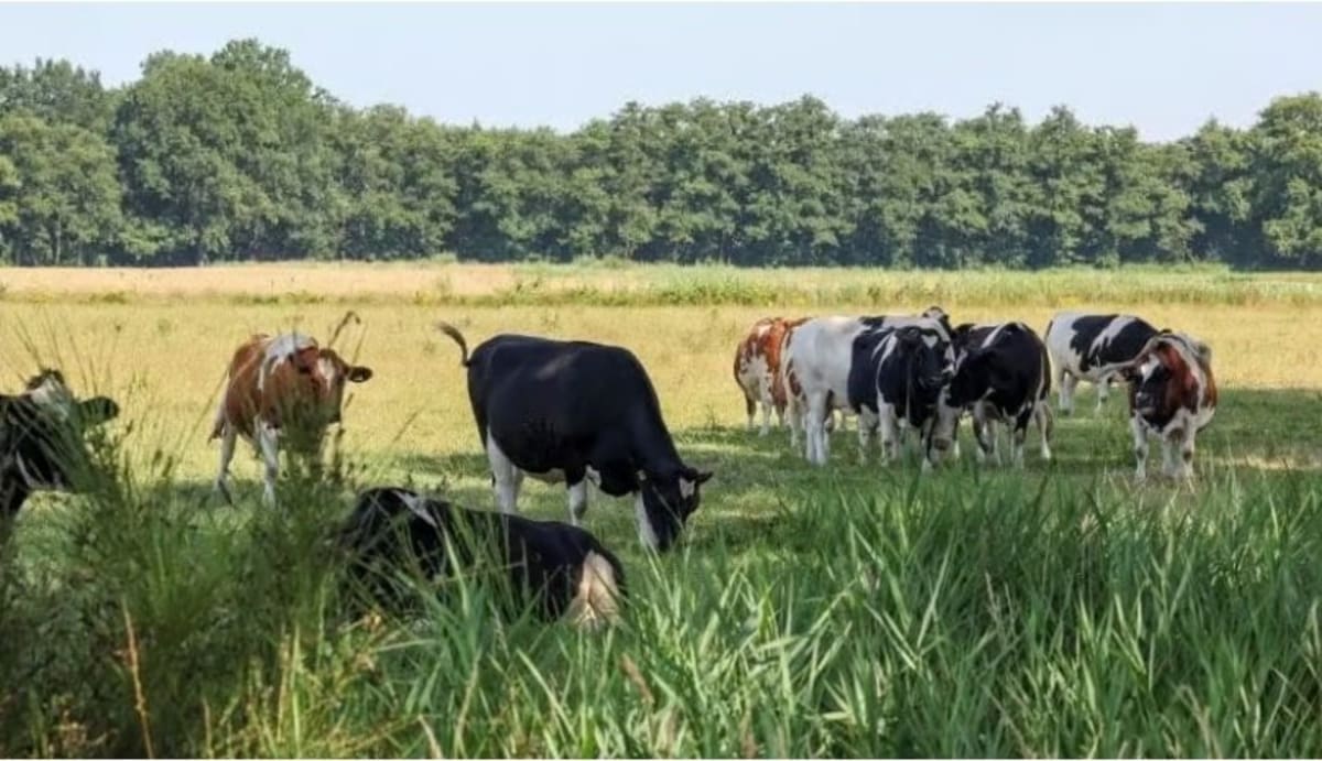 Dutch dairy equipment and training facility supporting Ethiopian agricultural development and farmers