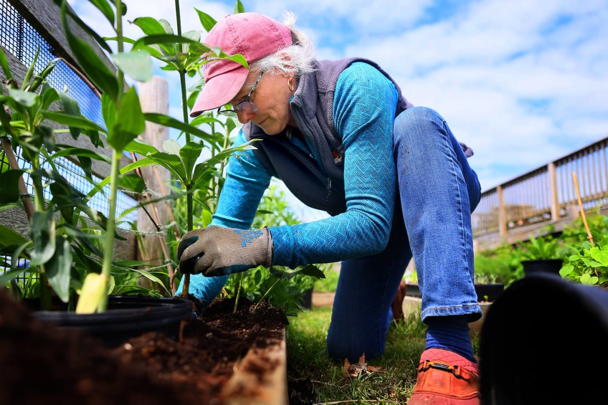 Elderly person's hands planting seedlings in rich garden soil on sunny day