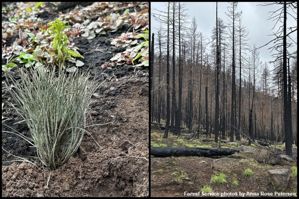 Forest Service crew member planting conifer seedlings in burned Oregon forest landscape