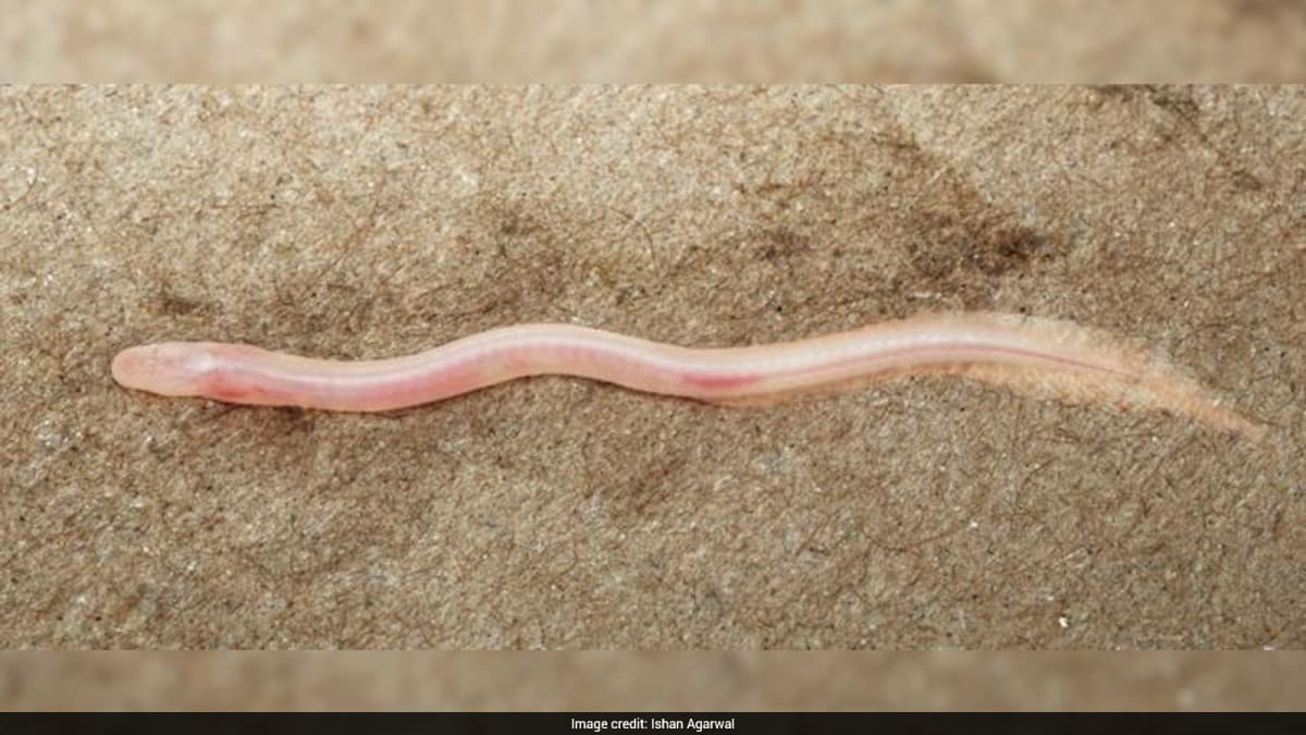 Tiny pale fish resembling an earthworm discovered in underground aquifer near India-Nepal border
