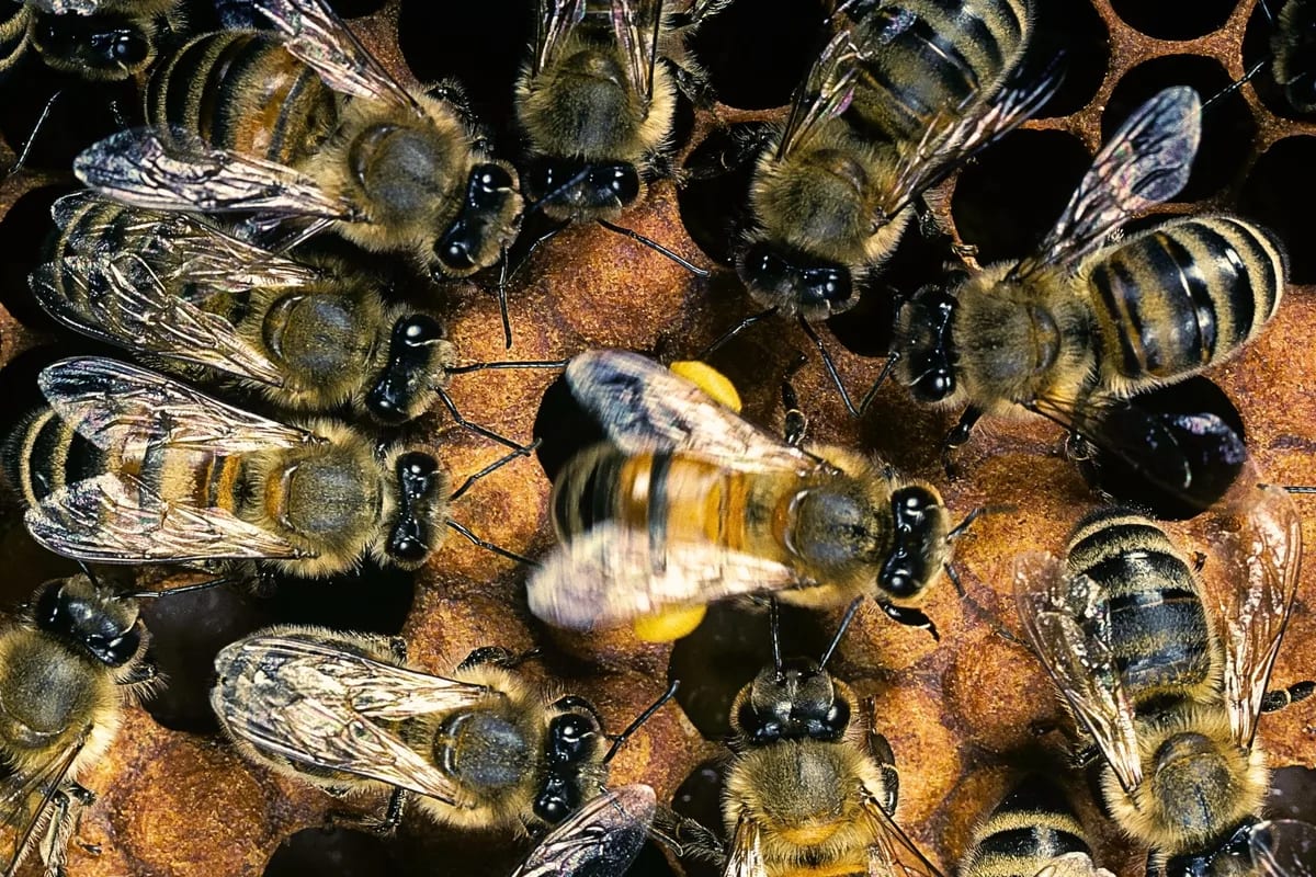 Bees Dance Better When They Know Someone's Watching - Image 2