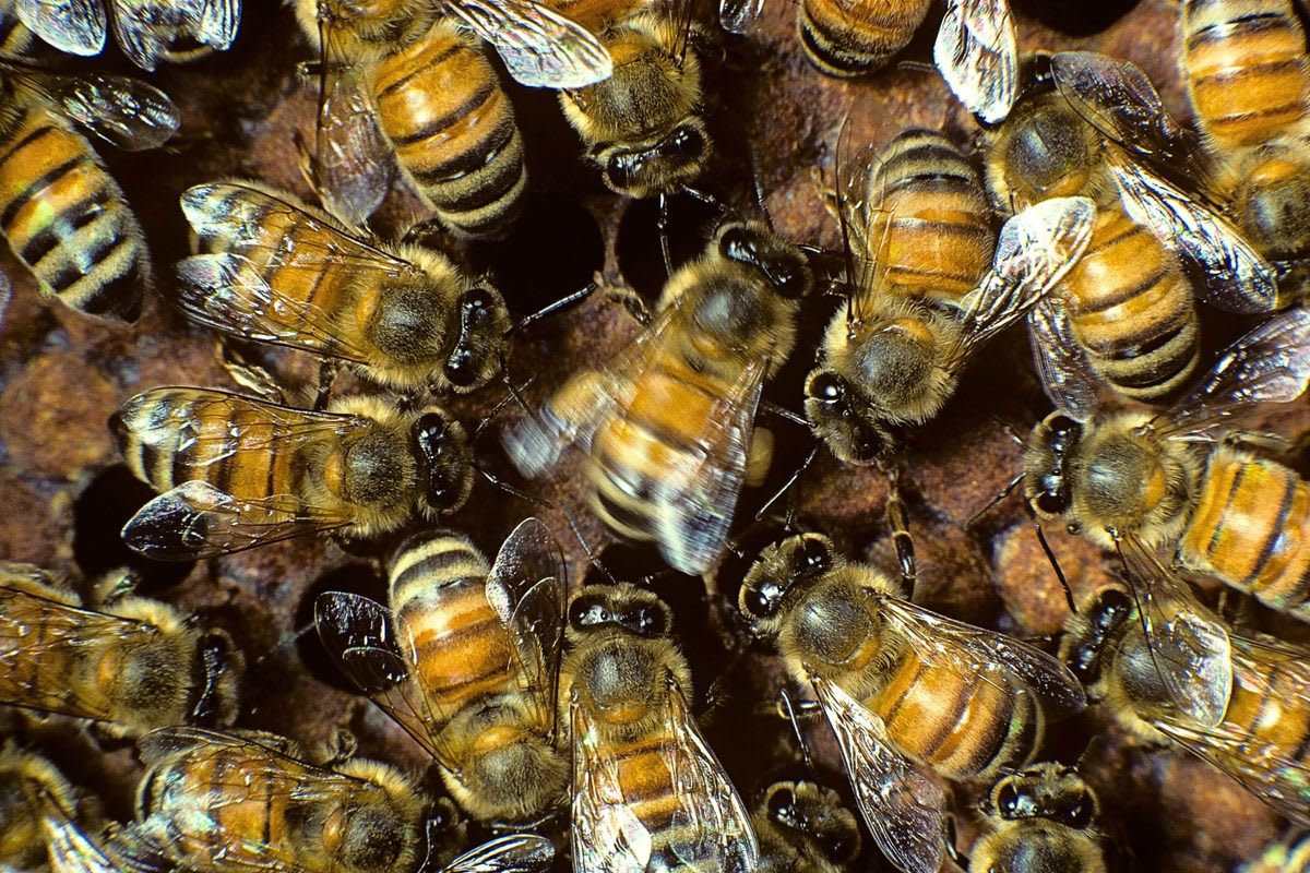 Honeybee performing waggle dance movement inside hive surrounded by attentive worker bees