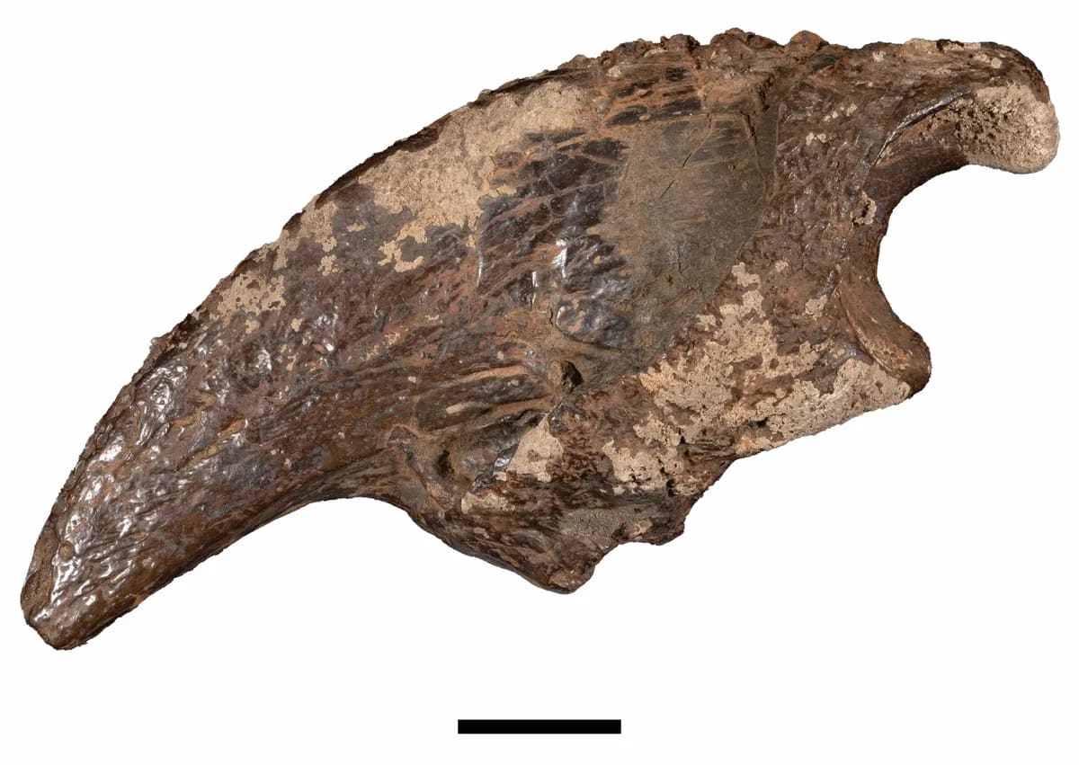 Texas Cave Dive Reveals 100,000-Year-Old Ice Age Secrets - Image 4