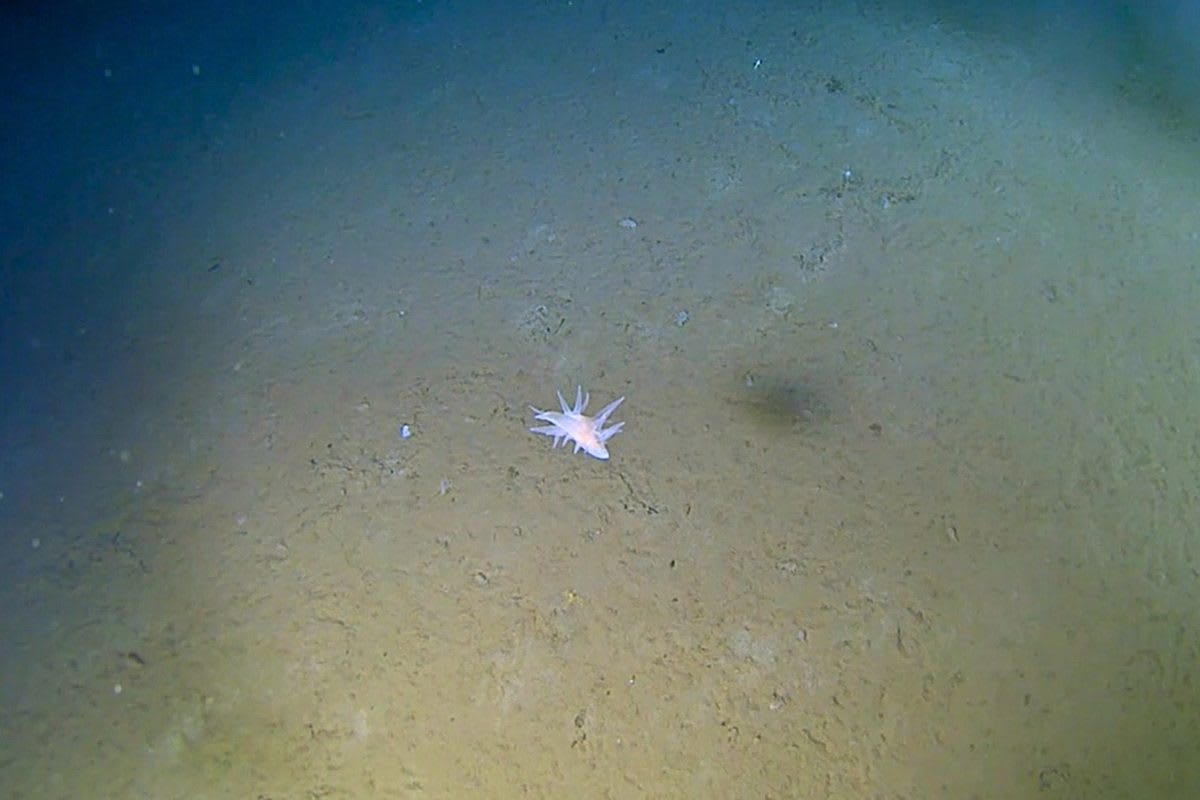 Ghostly white unidentified creature floating in deep ocean darkness off Japan coast
