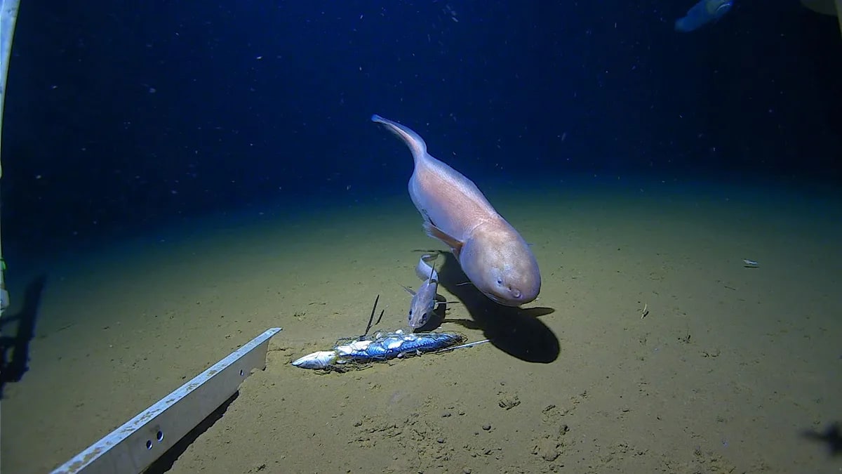 Scientists Film Mystery Creature 9,100m Deep Off Japan - Image 2