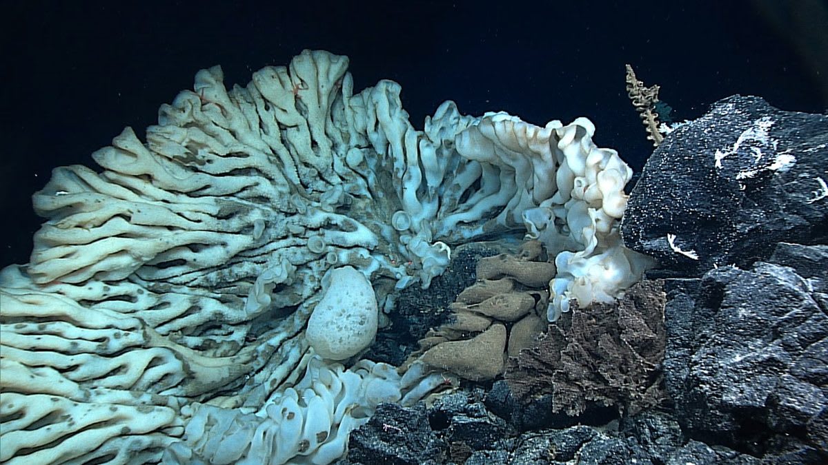 Massive creamy-white glass sponge with pleated surface on dark ocean floor captured by deep-sea robot